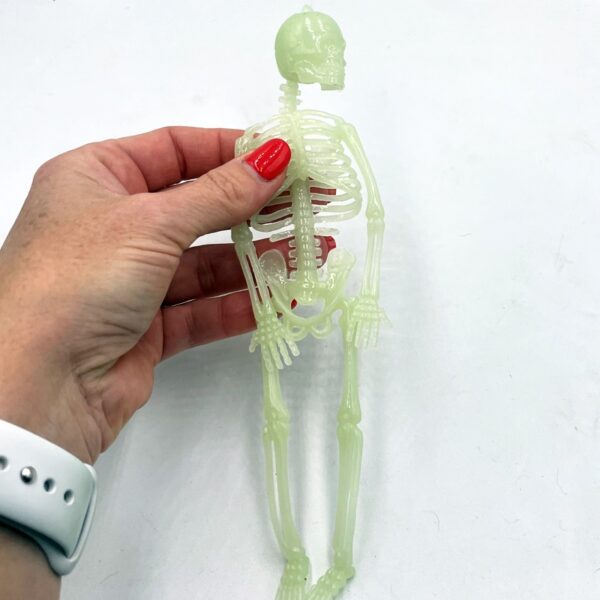 Glow in the Dark Skeleton 21cm